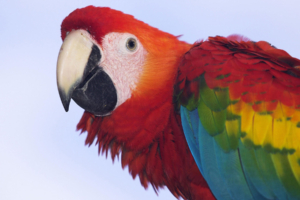 Profile of a Scarlet Macaw439334853 300x200 - Profile of a Scarlet Macaw - Scarlet, Profile, Macaw, Liberty